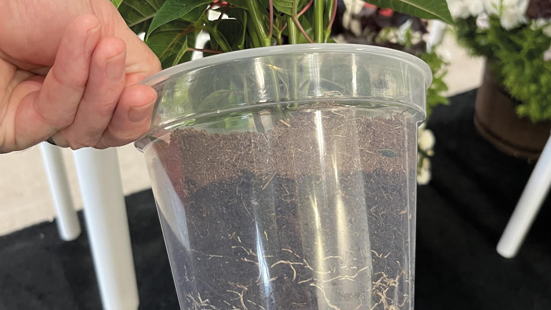 wood fiber growing media moisture profile in clear container