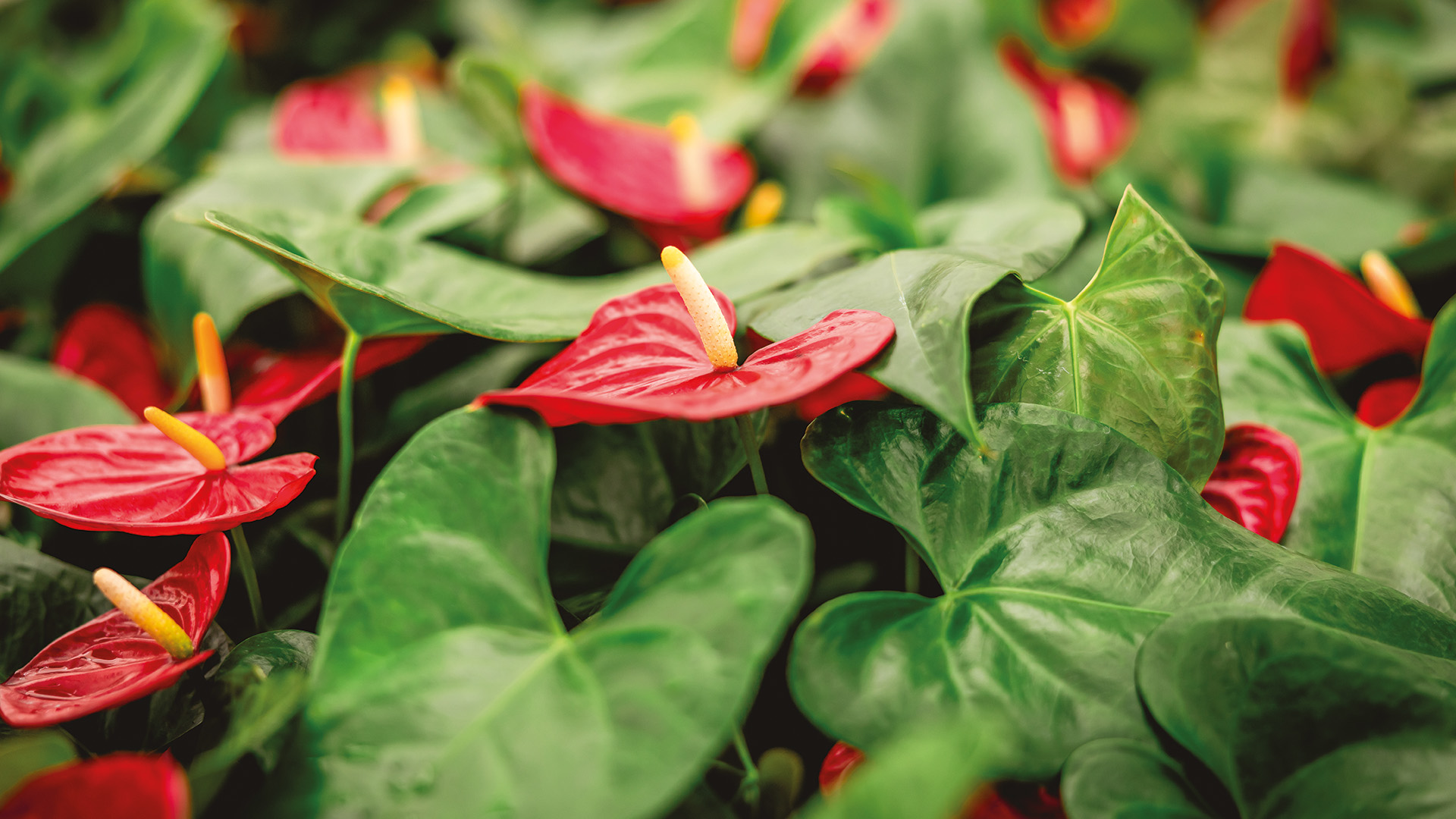 anthuriums