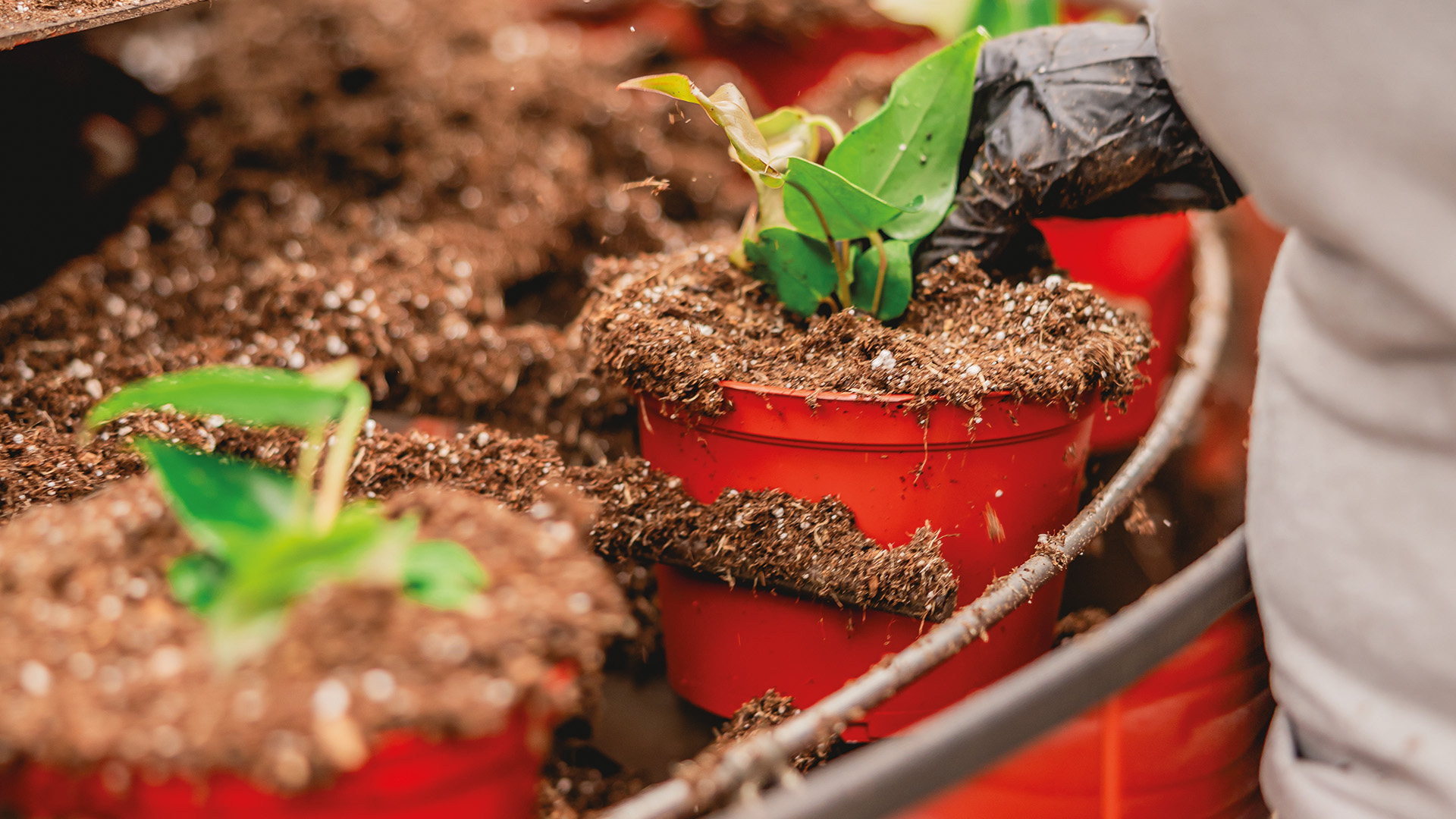 Mountain View Nursery