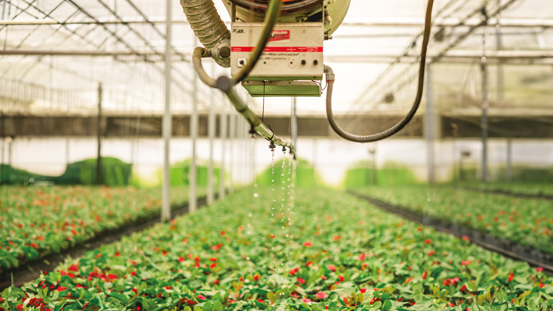 Mountain View Nursery