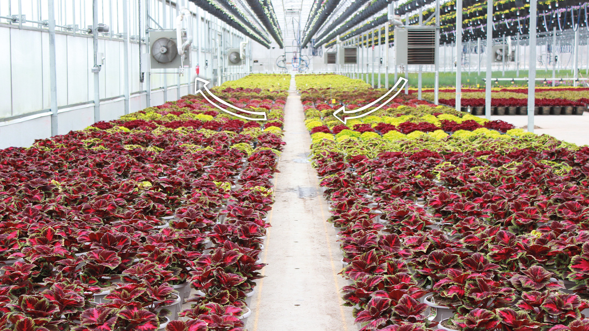 Greenhouse air circulation with horizontal airflow fans 