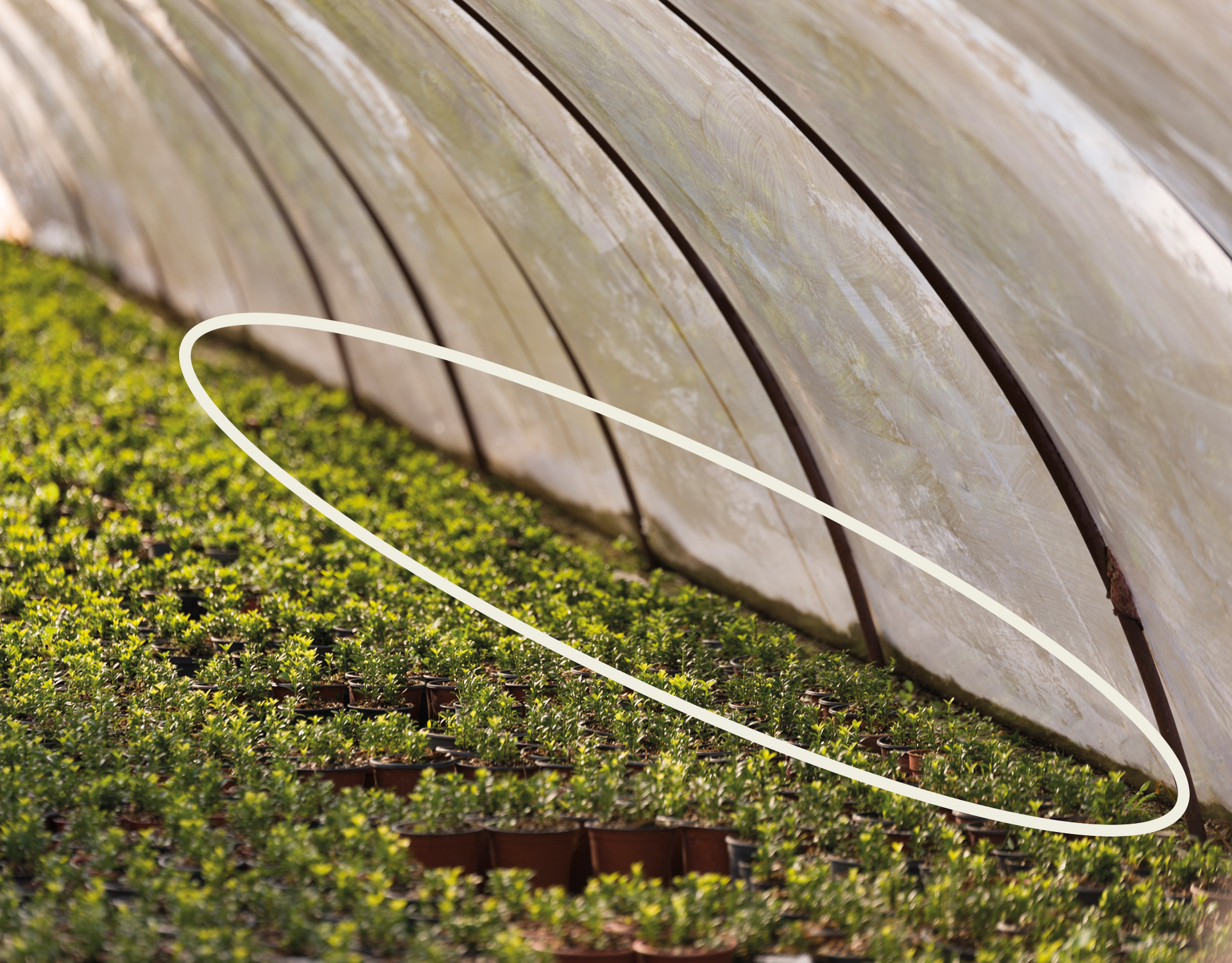 Uneven plant growth caused by greenhouse edge effect