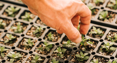 greenhouse trial: A mix matched to your crop