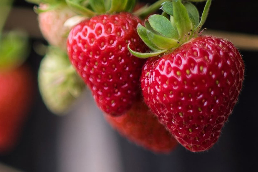 Berger Berry-Fit™ for strawberry