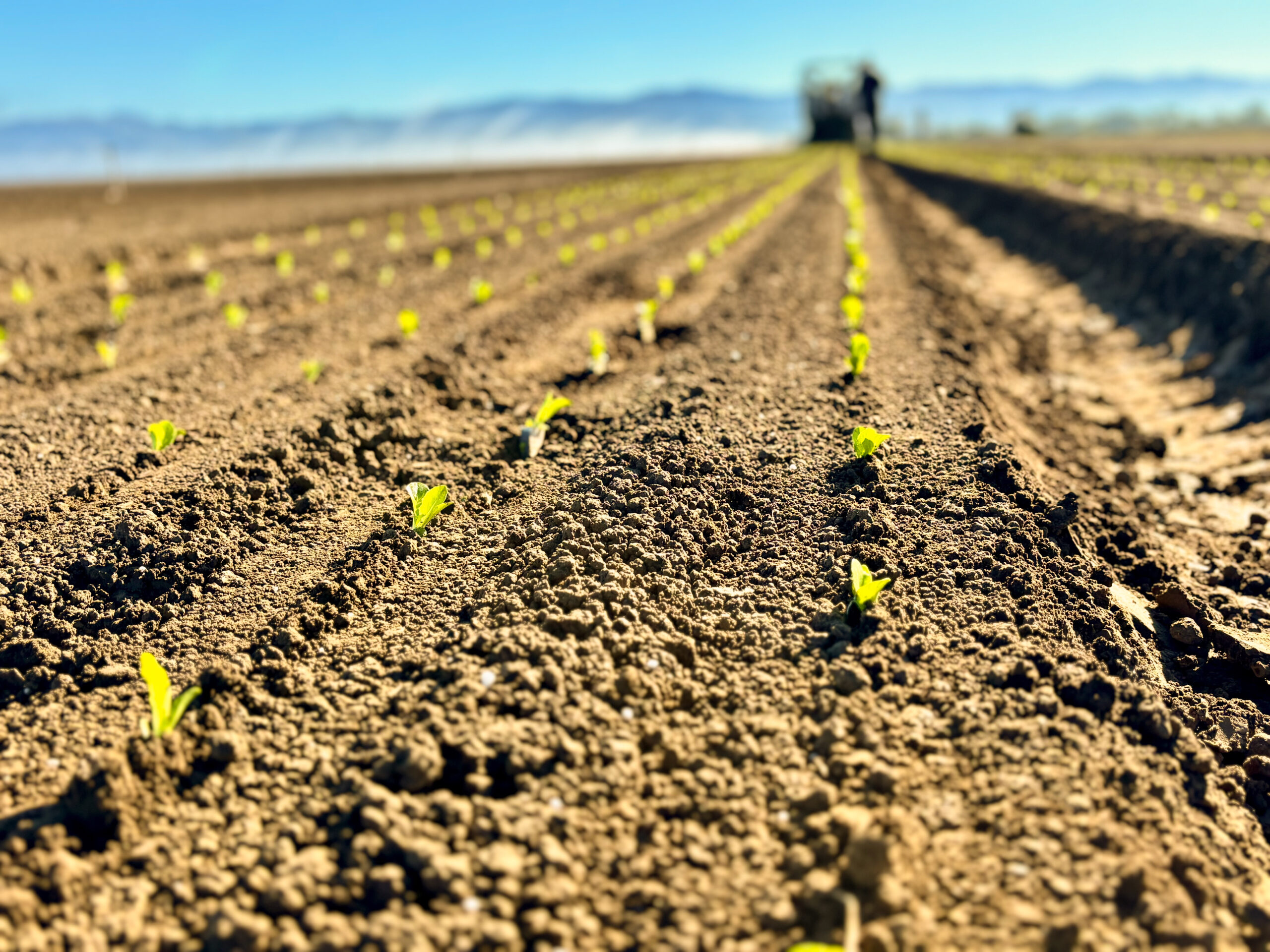 Plant-tape ground
