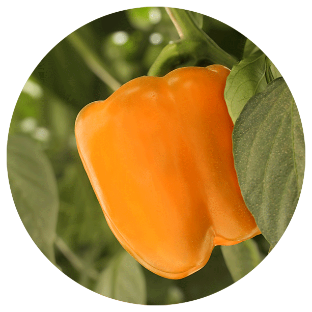 bell pepper