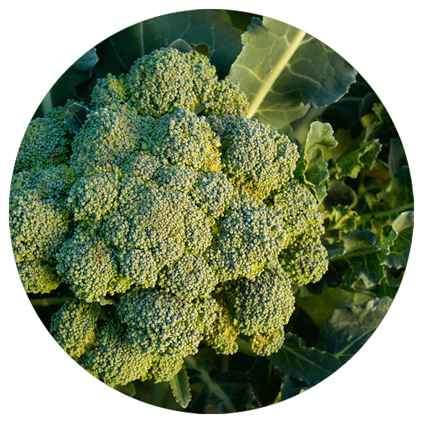 Broccoli