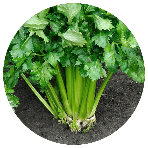 Celery