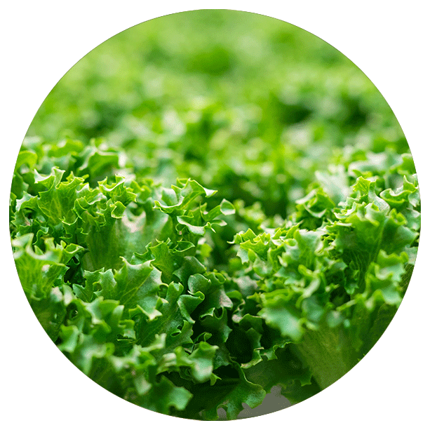 Lettuce