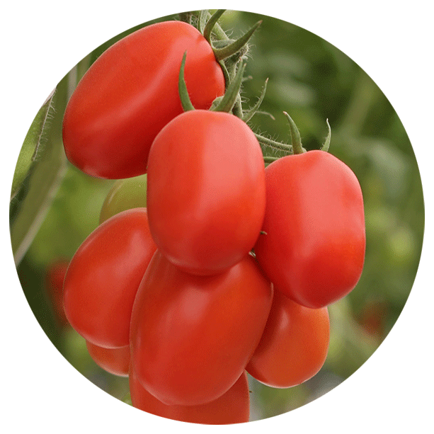 tomatoes