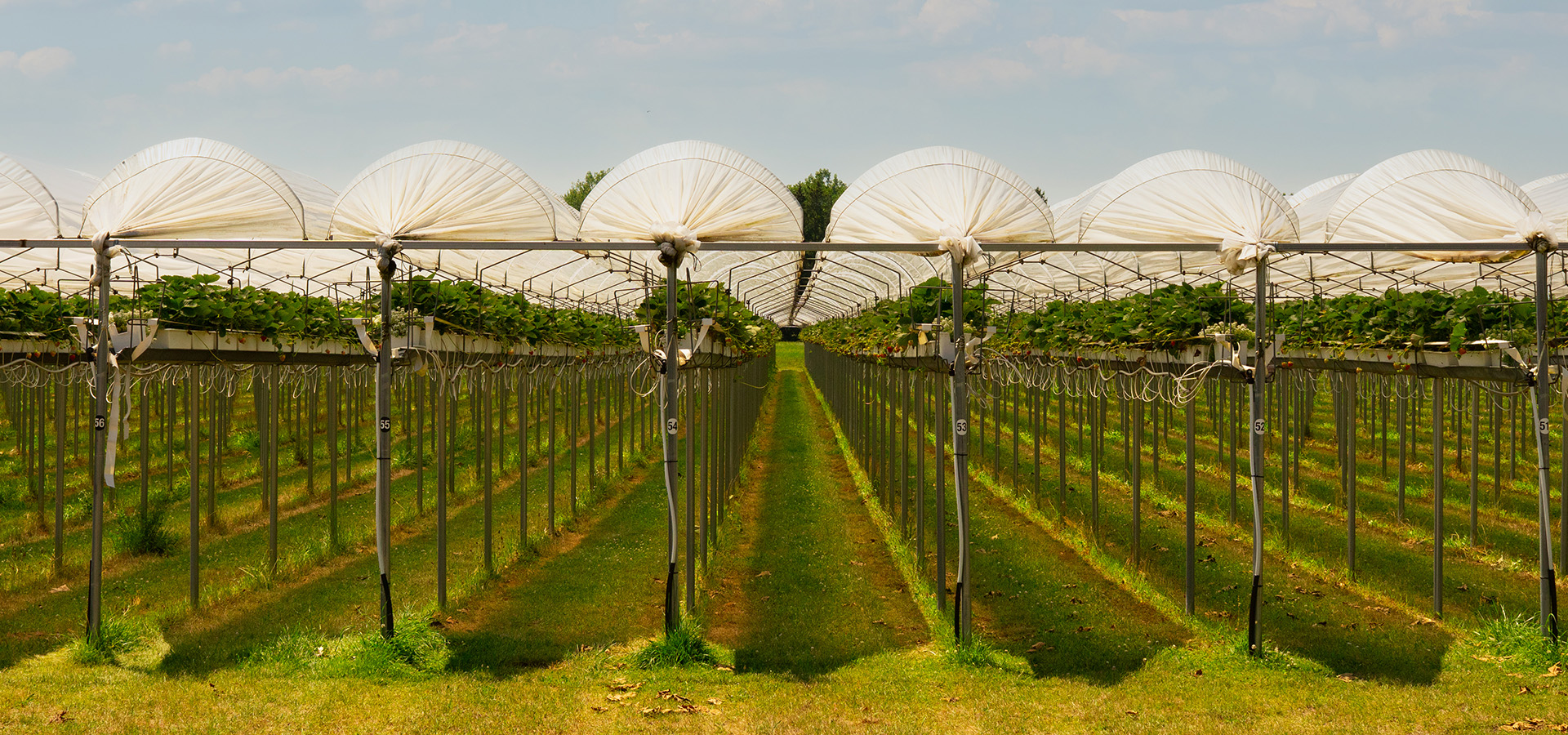 Verlinden Farms -greenhouse