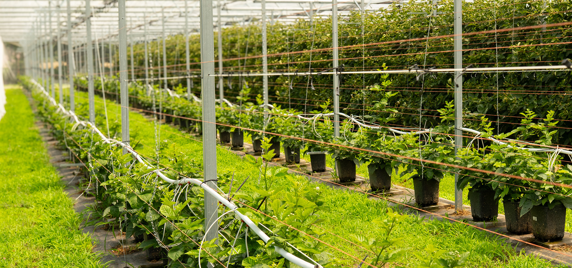Verlinden Farms -greenhouse