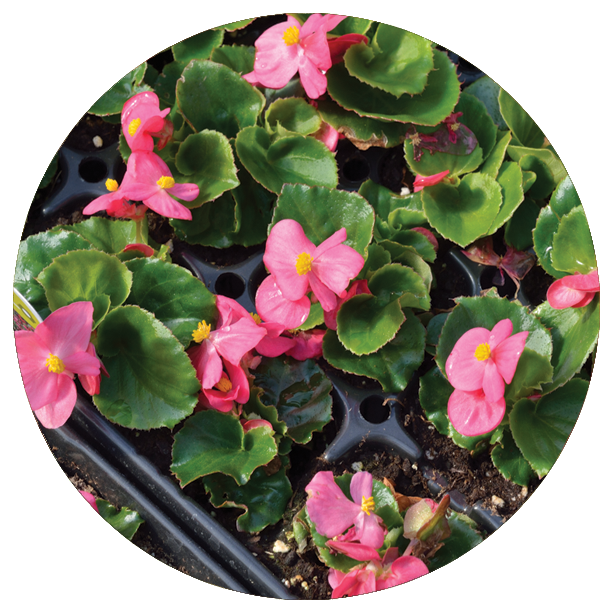 Begonia
