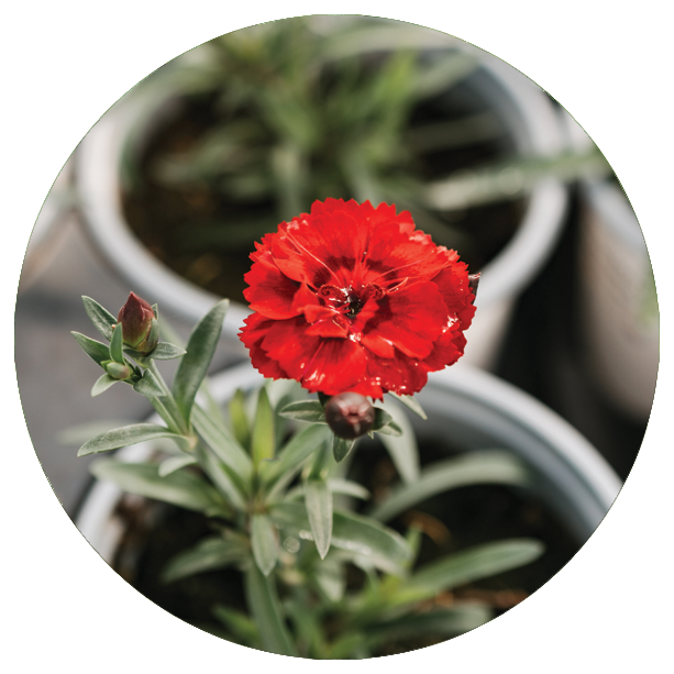 Red flower