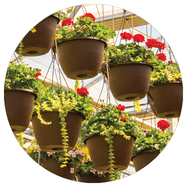 hanging baskets