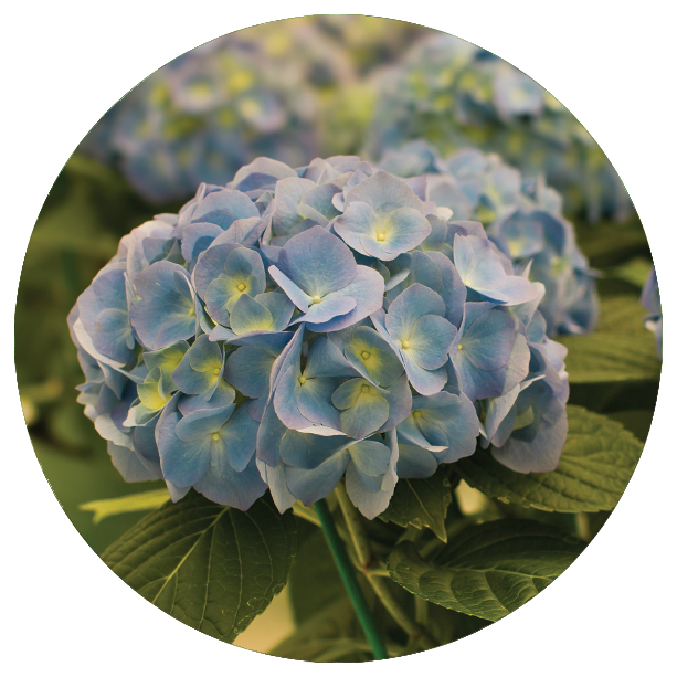 Hydrangea