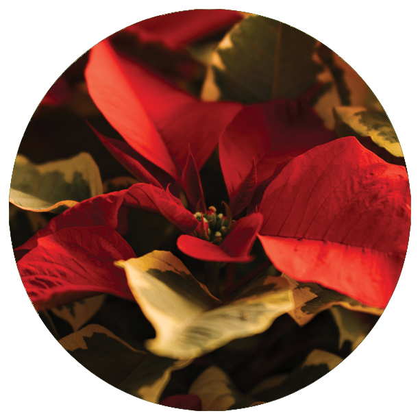 Poinsettia