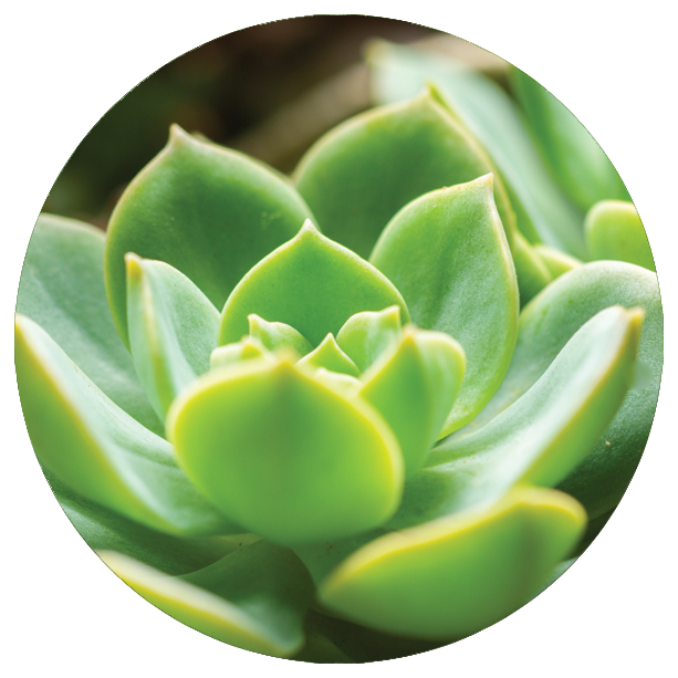 Succulents 