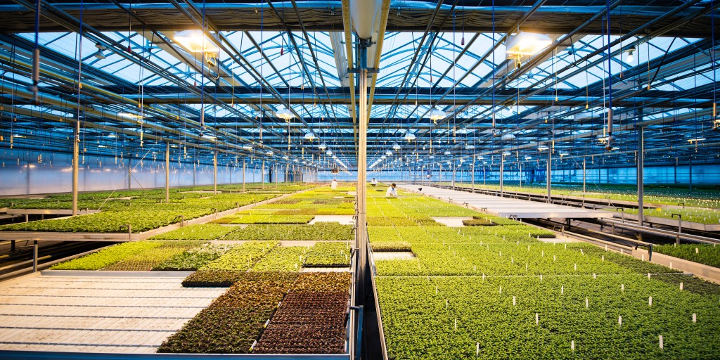 ¿Por qué cultivar en invernadero? Ventajas y desventajas Berger ES