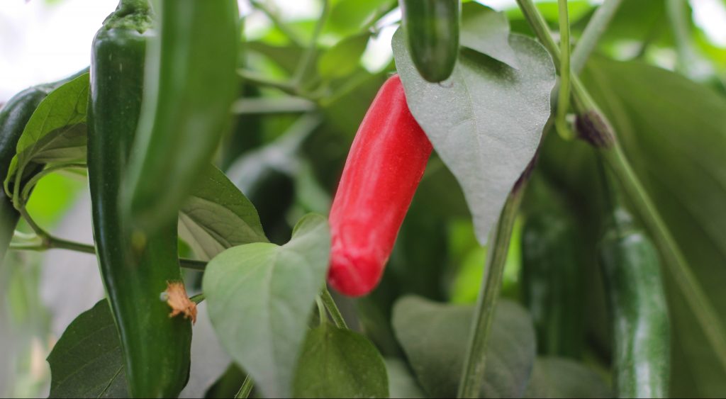 pimiento verde y rojo dulce