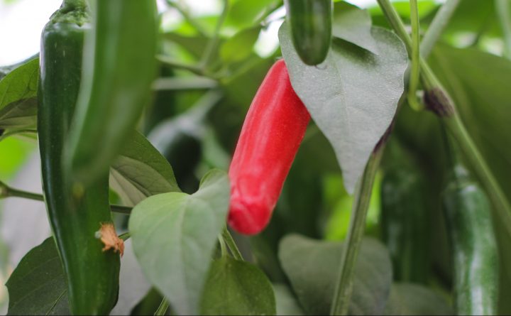 pimiento verde y rojo dulce