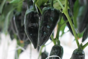 Plantas De Pimiento Negro