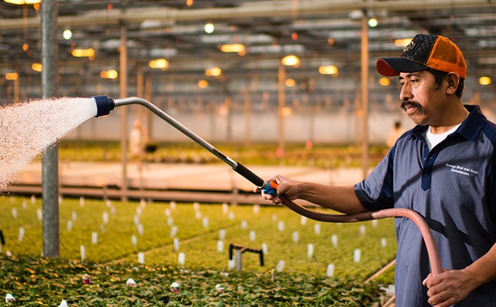 George Sant and Sons Greenhouses