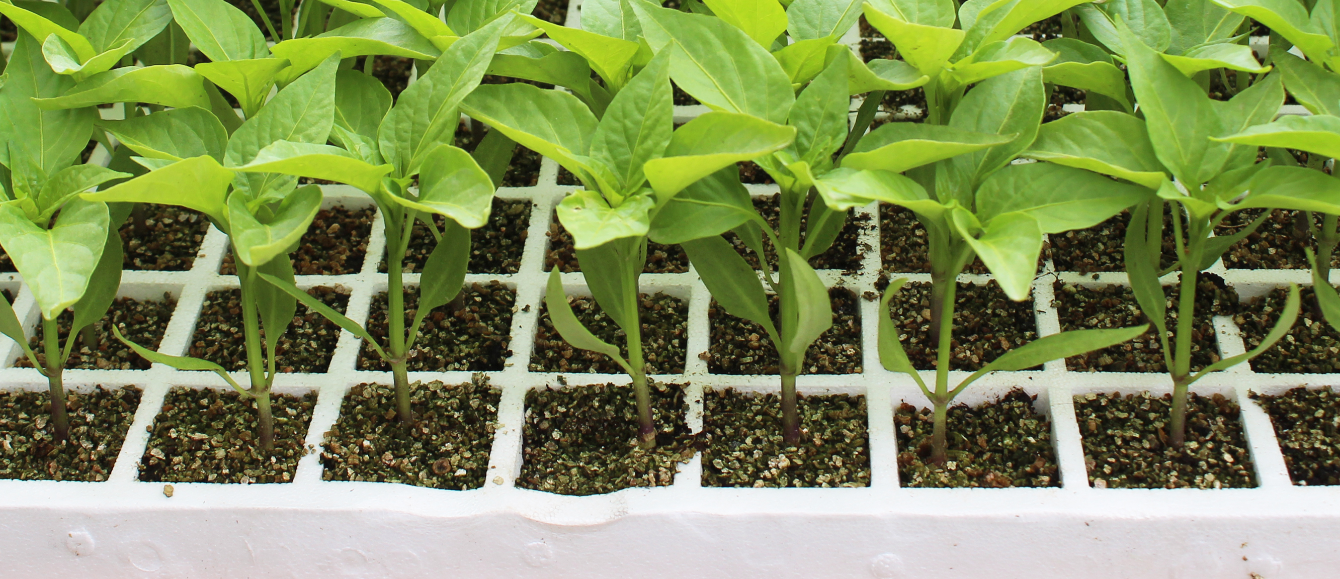 Cuanto tarda en germinar una semilla