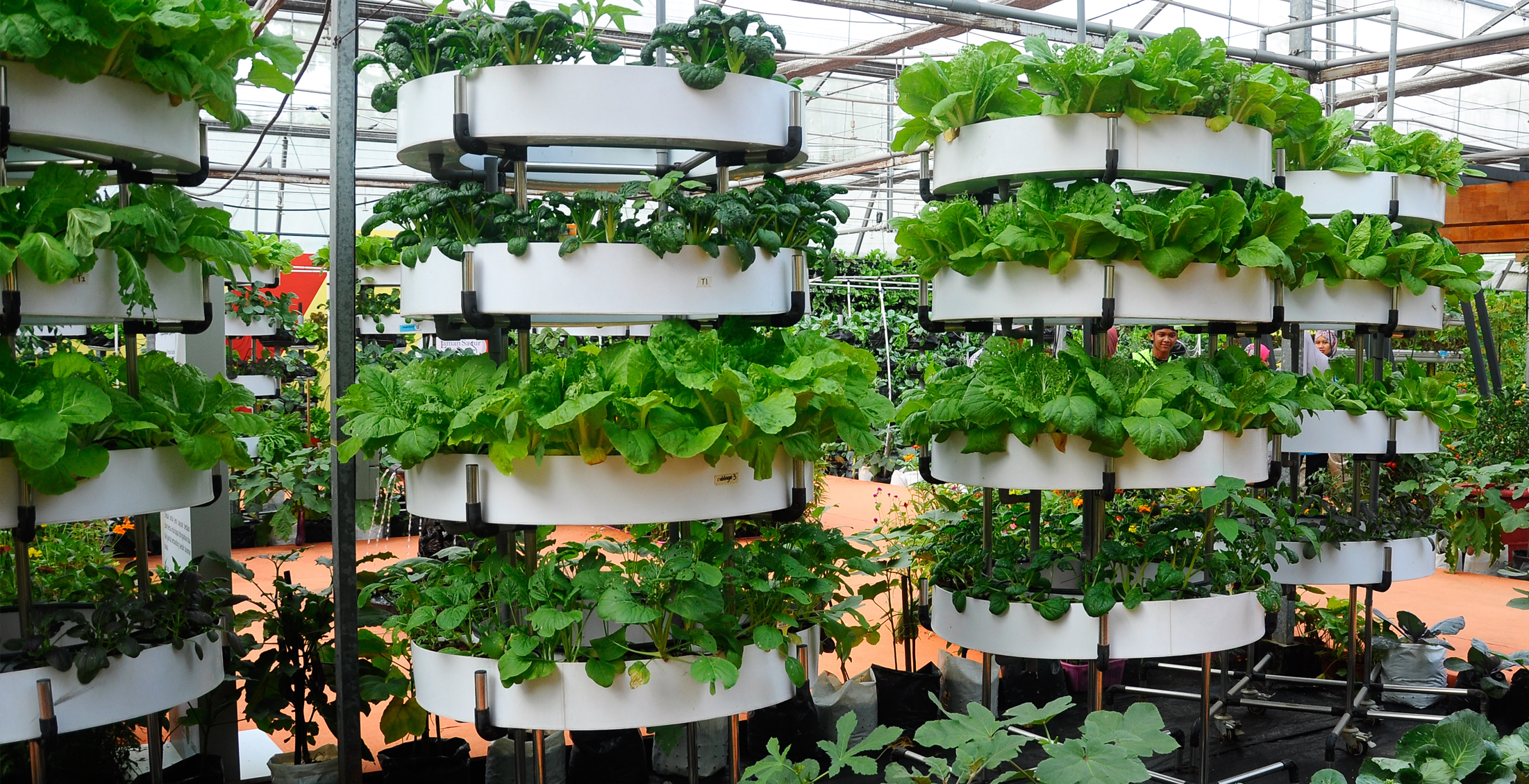 Agricultura Vertical Una Gran Opci n Para La Agricultura Del Futuro agricultura-vertical-una-gran-opci-n-para-la-agricultura-del-futuro