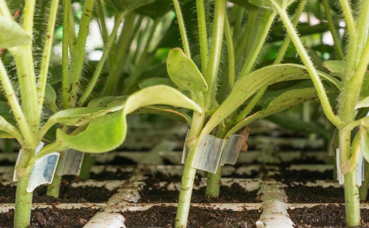 Injertos de tomate: Técnica y consejos esenciales