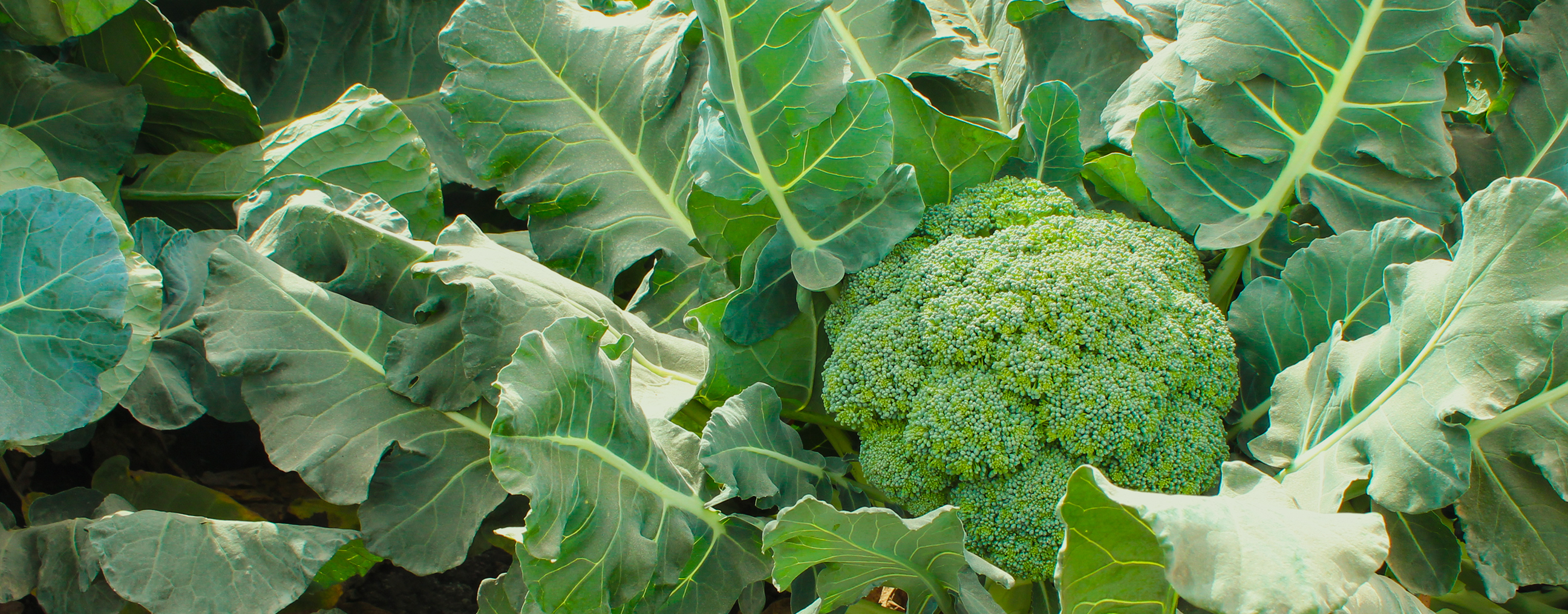 Conozca cómo producir trasplantes de brócoli saludables - Berger - ES