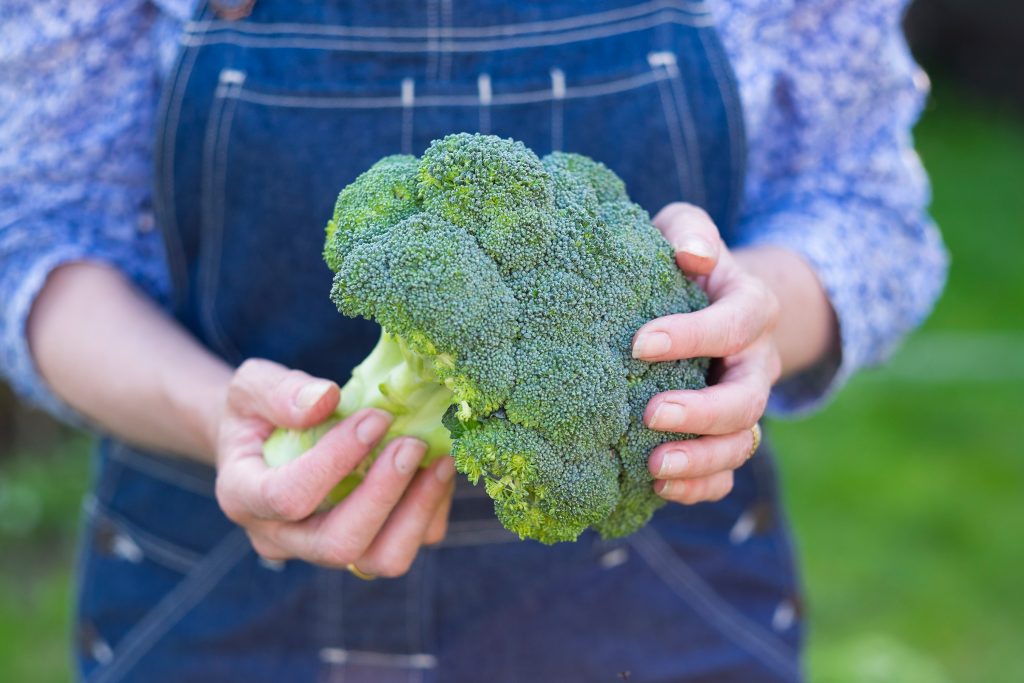 Conozca cómo producir trasplantes de brócoli