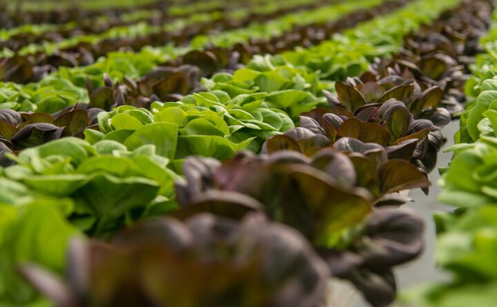 leafy-green_background