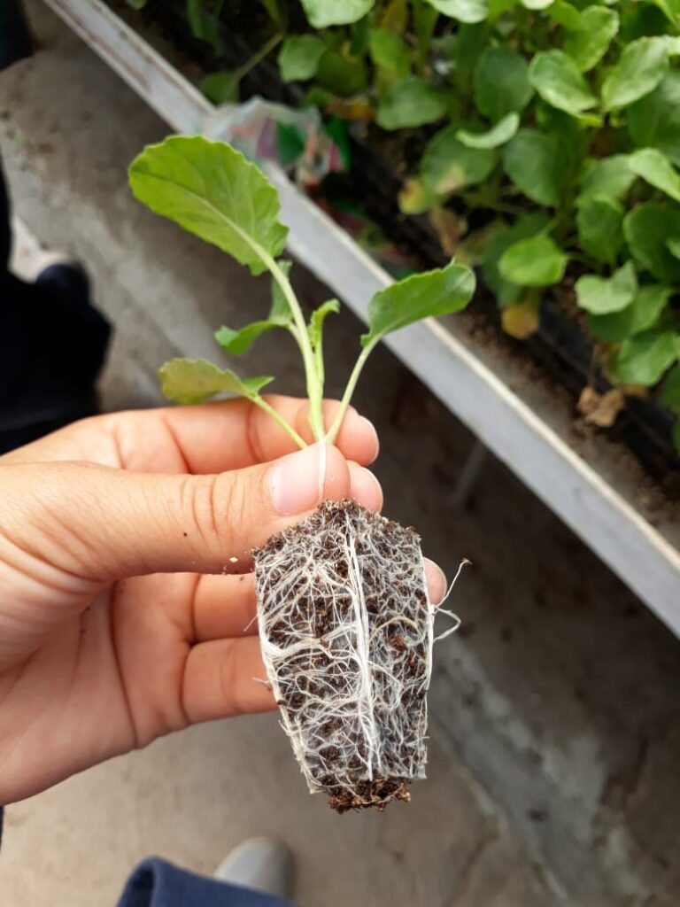 Trasplantes de vegetales