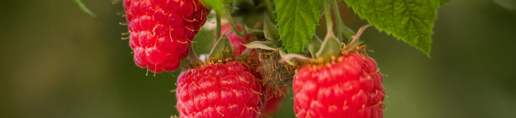 Mezclas para bayas (frambuesas)