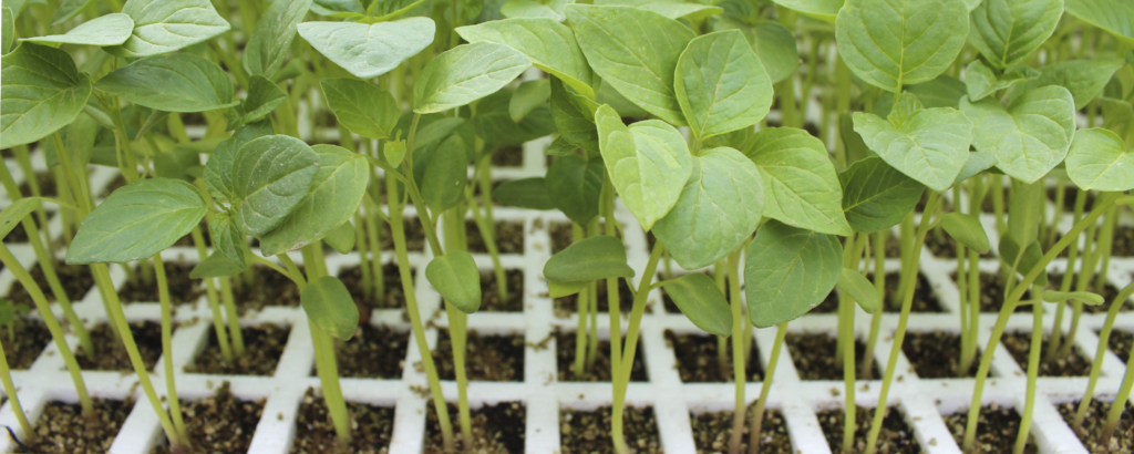 Trasplantes de hortalizas