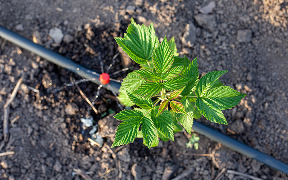 irrigation plant