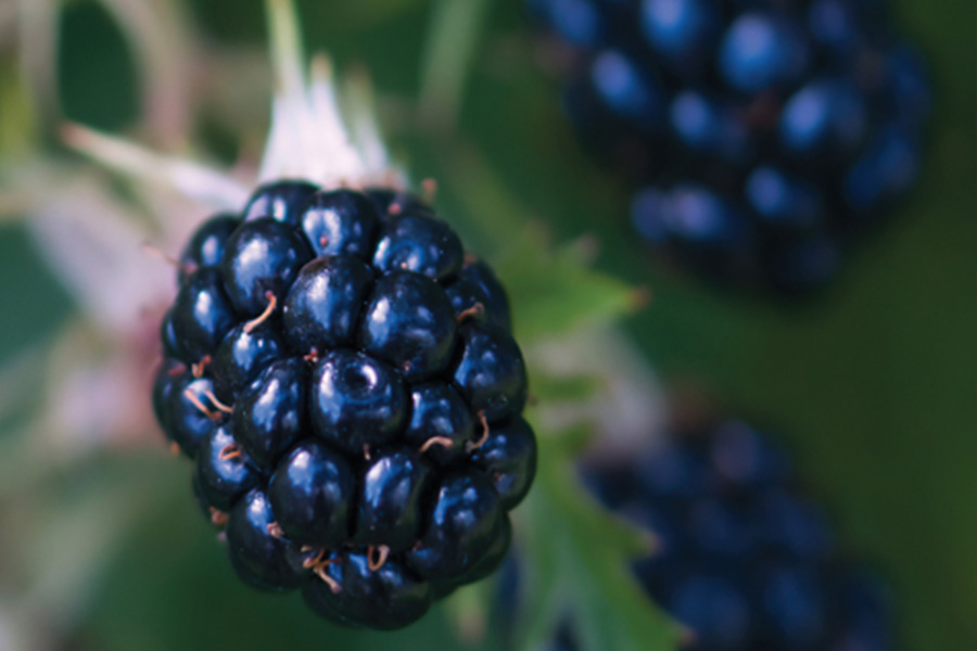 Blackberries