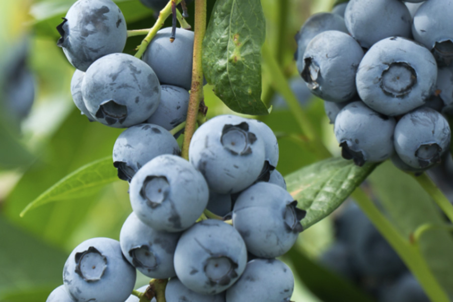 Blueberries