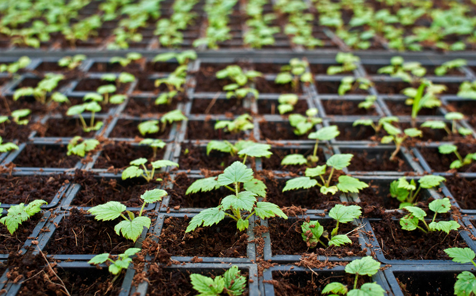 Plants in a tray