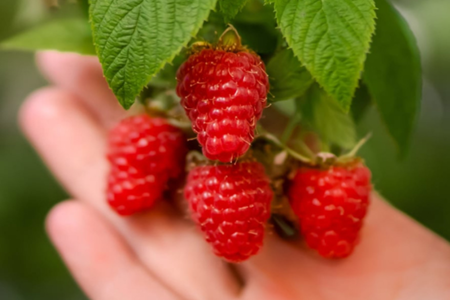 Rasberries