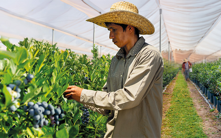 Mexican blueberries picking