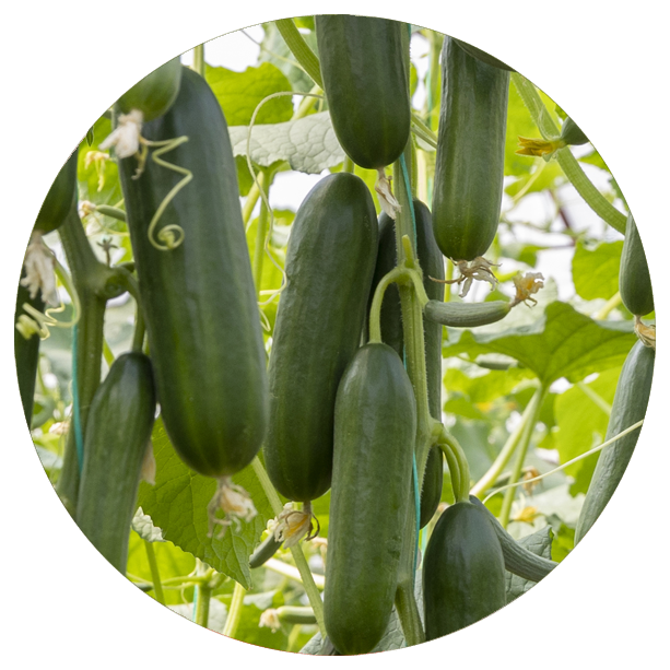Pepino