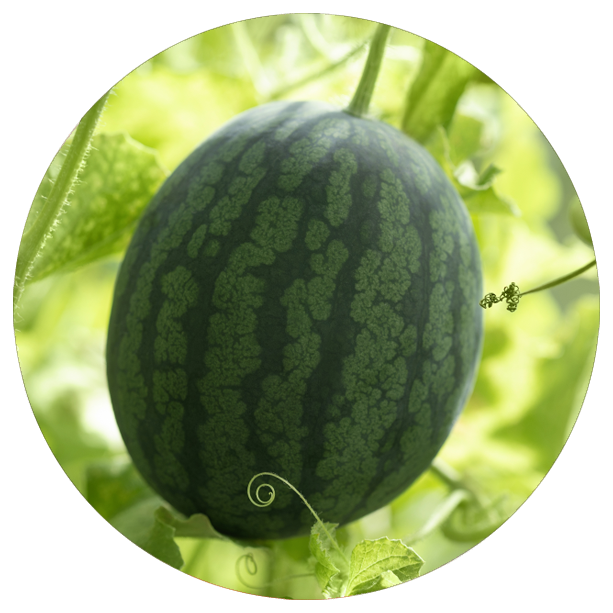 Melon