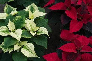 production de poinsettia