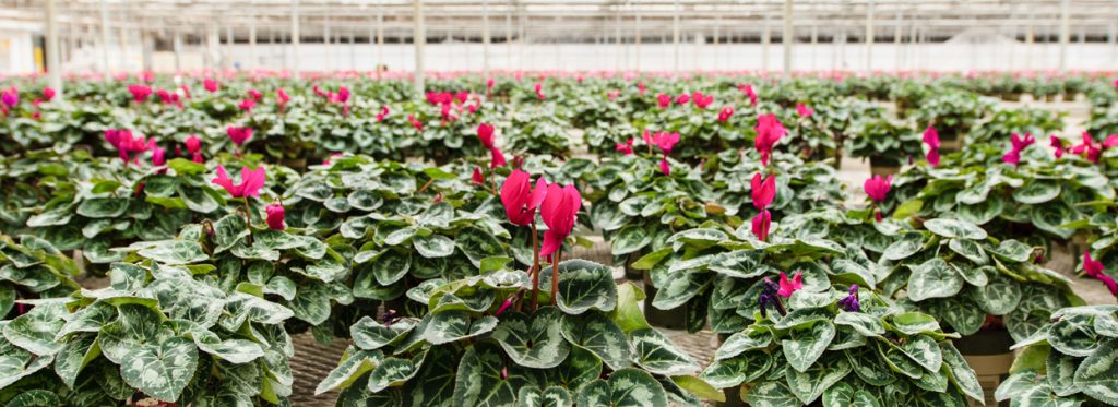 Cyclamens