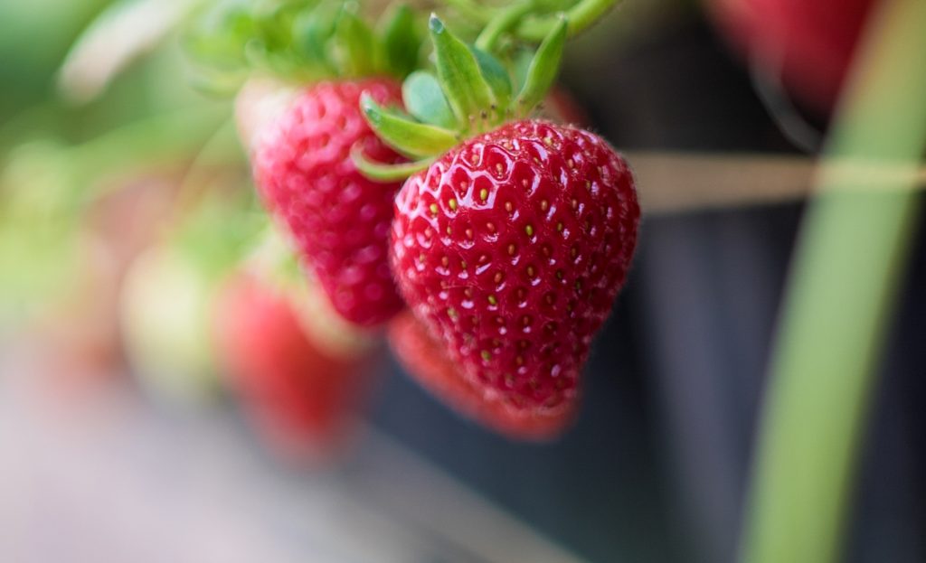 fraises