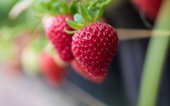 fraises