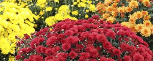 chrysanthème