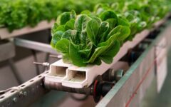 Laitue en agriculture en environnement contrôlé